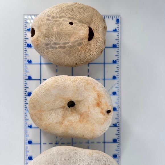 Lot of 6 Fossil Sand Dollars | Natural Sea Biscuit Specimens | Coastal Decor - Picture 7 of 9